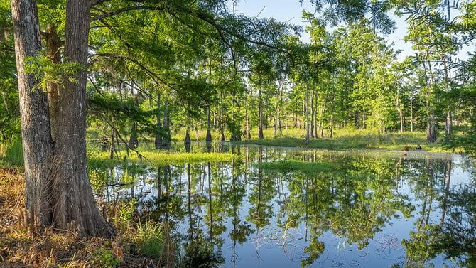 Sam Houston Jones State Park